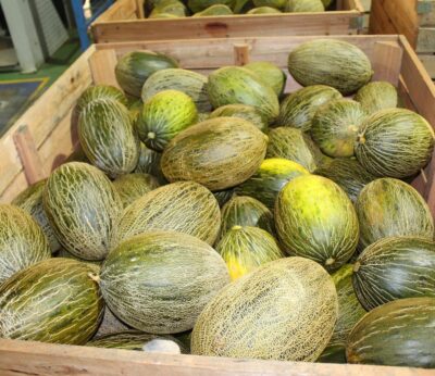 Cooperativas Castilla-La Mancha espera una cosecha de melón y sandía similar a la de 2024 y de «excelente» calidad