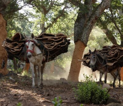 Andalucía extraerá este año más de un millón de kilos de corcho de los montes públicos de la Junta