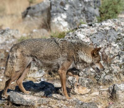 Un total de 15 CCAA, 2 del PSOE, piden a MITECO convocar la Conferencia Sectorial para aprobar informe sexenal del lobo