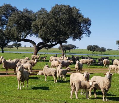 UPA-UCE reclama en la Asamblea agilizar el pago de las ayudas a los afectados por la lengua azul y a los cereceros