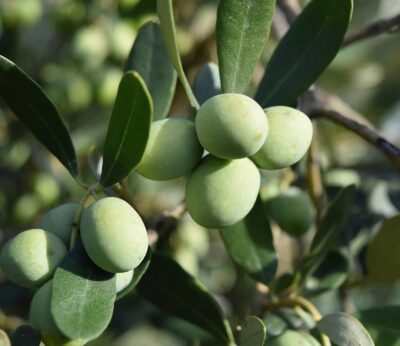 Málaga.- UPA reclama medidas para que el mercado «revierta los precios ruinosos» en origen del aceite de oliva