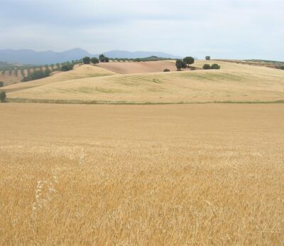 Granada.- Asaja recabará apoyos el jueves en el centro de Granada en defensa del cereal
