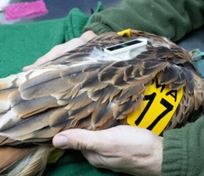 Un milano equipado con emisor GPS será liberado este jueves en Bunyola en el marco de un proyecto de conservación