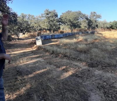 El incendio de Valdecaballeros ha calcinado más de 800 colmenas y cientos de hectáreas de olivar, según UPA-UCE