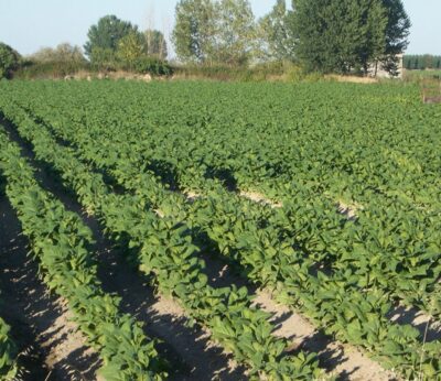 Asaja Extremadura alerta de que Bruselas pretende suprimir las ayudas a cultivadores de tabaco y productores de vino