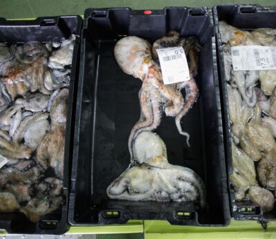 Pesca.- El primer mes de captura de pulpo tras su veda duplica la producción respecto al 2024 y deja 3,3 millones