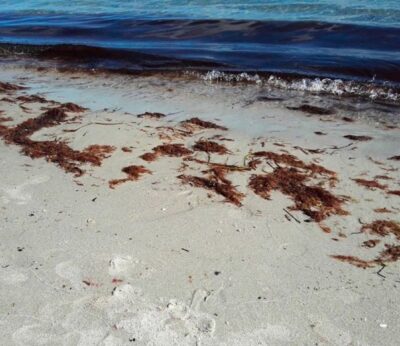 La nueva campaña de extracción de arranque del alga Gelidium comenzará el 1 de agosto en Cantabria