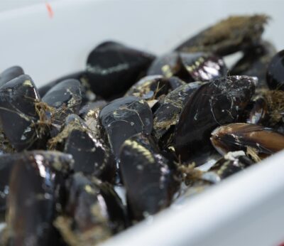 Pesca.- Más de 100 productores participan en los primeros talleres de Capacitex sobre el ciclo de la vida del mejillón