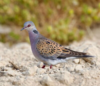 Andalucía recupera a partir de final de agosto la caza de la tórtola europea después de cuatro años de moratoria