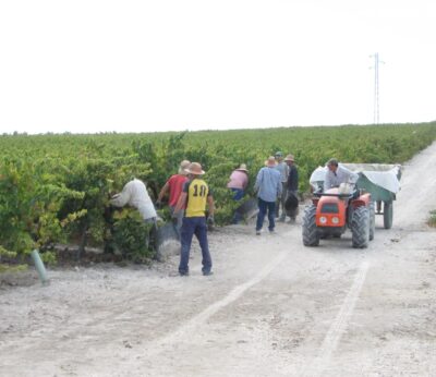 Córdoba.- Comienza la vendimia en la zona de Montilla-Moriles con la previsión de alcanzar los 18 millones de kilos