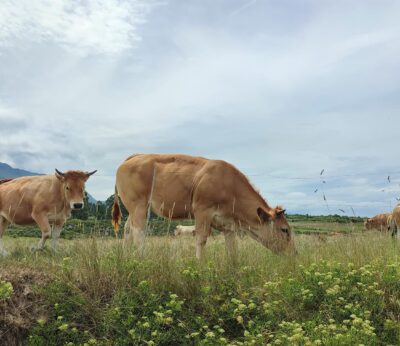 Rural.- La presidenta en funciones de Ternera Asturiana ya ha solicitado proseguir el proceso electoral con normalidad