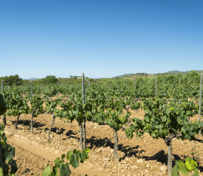 Mar & Cel y Rosé & Clear: el verano ecológico de Bardinet Wines y Lacrima Baccus