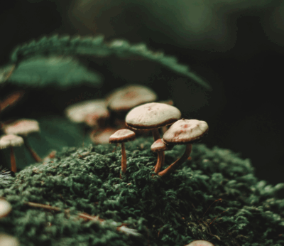 Según un nuevo estudio: un hongo común hace que el pan sea más nutritivo