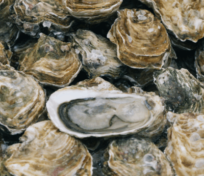 Hablemos de ostras: cómo el alimento más humilde se hizo ‘gourmet’