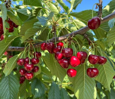La D.O.P Cereza del Jerte cierra la campaña de 2025 con 1.300.000 kilos de producto certificado
