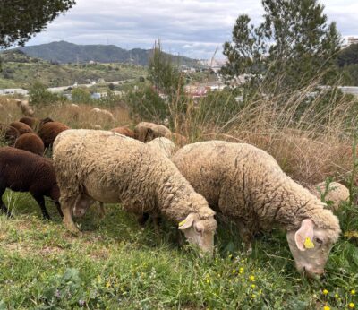 Unas 5.000 ovejas se han vacunado en Cantabria frente al serotipo 3 de lengua azul en los últimos diez días