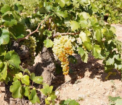 El Consejo Regulador DO La Mancha valora la creación de un Día del Airén