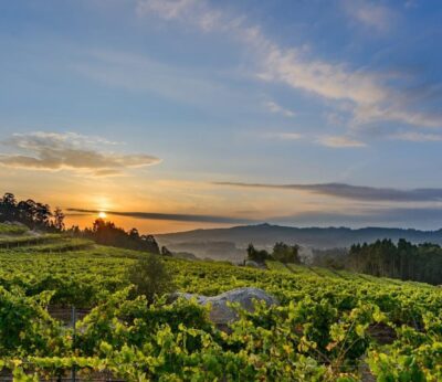 Rural.- El sector prevé una «gran vendimia» en las Rías Baixas, con 50 millones de kilos de uva, un 20% más