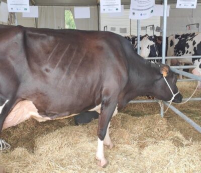 Rural.- El sector ganadero español alcanzó los 28.241 millones en 2024 y avanza en modernización tecnológica