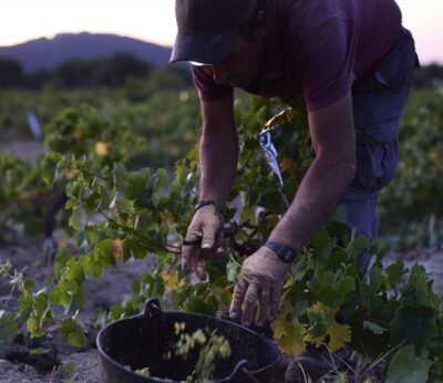 La Comunidad desarrolla nuevas variedades de vid que permitan hacer frente a las pérdidas de cultivo en los viñedos