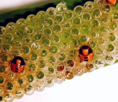 La Junta pone en marcha la campaña de tratamiento fitosanitario de la pudenta del arroz ante su «notable incremento»