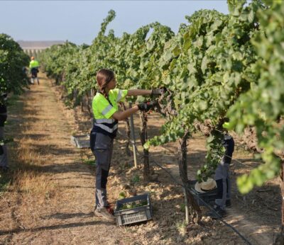 Agro.- Raimat inicia una vendimia «excelente» en la que reduce un 20% el consumo de agua
