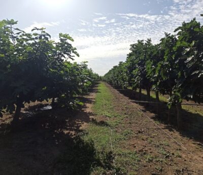Cicytex participa en un proyecto para fomentar los beneficios de la agrosilvicultura mediante el cultivo de la higuera
