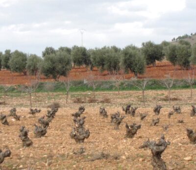 UPA C-LM defiende la figura del seguro agrario como «única herramienta» frente a las adversas condiciones climáticas