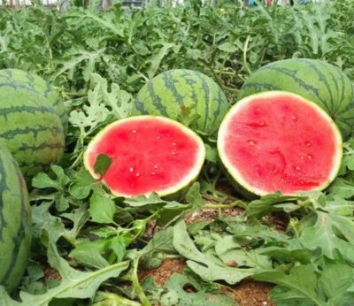 Asaja advierte que los precios del melón y la sandía no cubren los costes de producción esta temporada