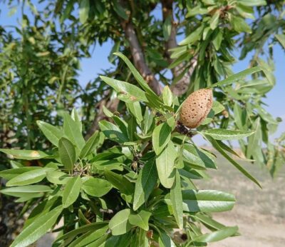 ARAGA avisa de que la cosecha de almendro sufre «una merma importante» en Aragón este año