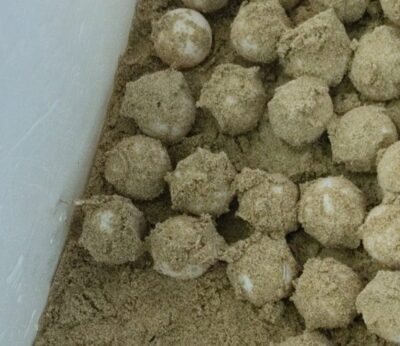 Localizado en Ibiza el primer nido de tortuga marina del año con 85 huevos