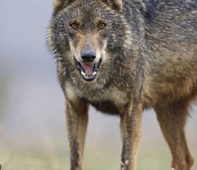 WWF denuncia «persecución» del lobo en Cantabria, «insostenible» y «sin base científica»
