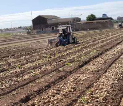 Asaja aconseja escalonar el arranque de patata en la Comunidad para frenar la presión a la baja de los precios
