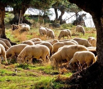 La Junta anima a los ganaderos andaluces a vacunar contra la lengua azul y subvencionará el 50% de los gastos