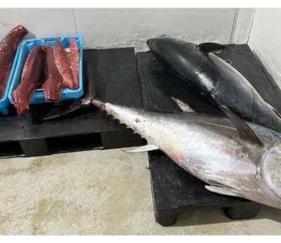 Agro.- La Generalitat decomisa 130 kilos de atún rojo procedentes de la pesca recreativa