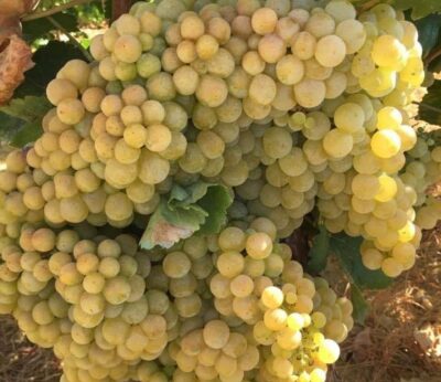 Huelva.- La DOP Condado de Huelva estima entre un 60 y un 70% la pérdida de cosecha de uva temprana por el mildiu