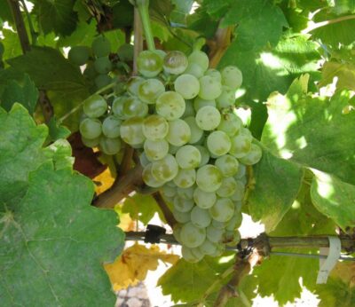 UPA-UCE acusa a las bodegas de cava de incumplir la ley al entregar los agricultores la uva sin saber su precio