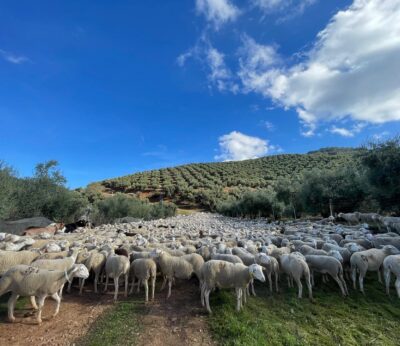 Jaén.- MásJaén.- Diputación concede 183 ayudas por valor de 515.000 euros a agricultores y ganaderos de la provincia