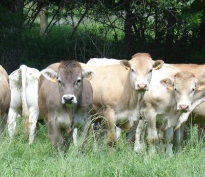 Agricultura publica las bases reguladoras de las subvenciones por la enfermedad hemorrágica epizoótica