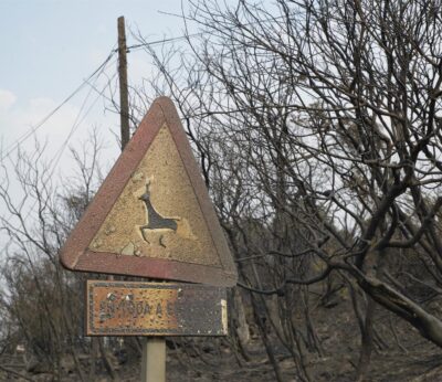 Rural.- La Xunta estudia el impacto de los incendios forestales en la fauna