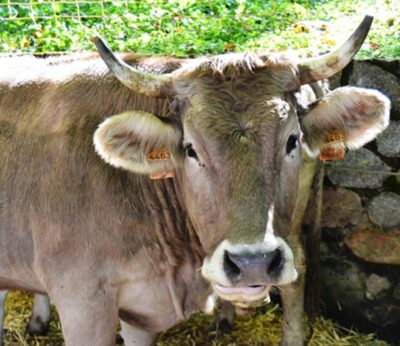 Agro.- El Govern impulsa ayudas para preservar las razas autóctonas catalanas en riesgo de amenaza
