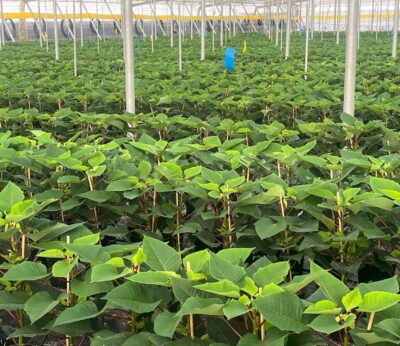Almería.-Plantaespaña espera exportar casi el 15% de los tres millones de flores de Pascua que ya se cultivan en Almería