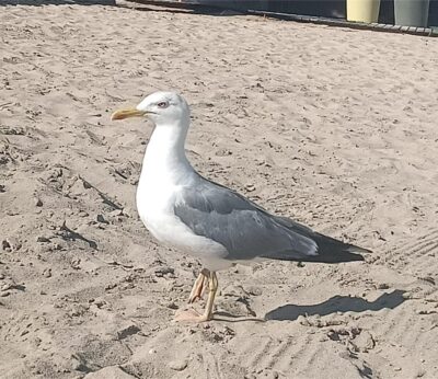 Detectados cinco nuevos focos de grive aviar en aves silvestres