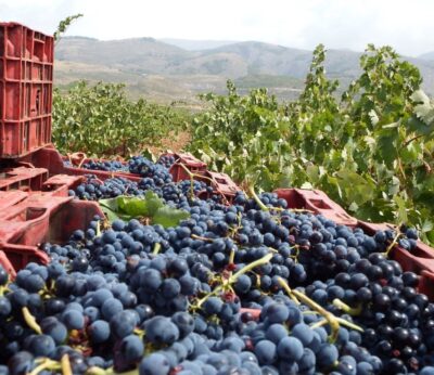 Almería.-Asaja calcula un 15% más de producción media en la campaña vitivinícola gracias a las lluvias de primavera