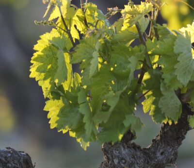 Uaga advierte de que «el adelanto de una vendimia más corta dificulta la contratación de temporeros» para Rioja Alavesa