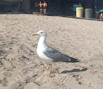 Gobierno Vasco recomienda reforzar las medidas preventivas ante la detección de casos de gripe aviar en aves silvestres