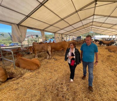 Rural.- El Principado aconseja vacunar al ganado contra el serotipo 3 de lengua azul, financiado por la Administración