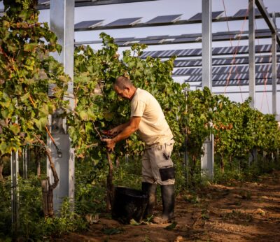 Agro.- Familia Torres instala una planta agrovoltaica piloto en sus viñas del Penedès (Barcelona)