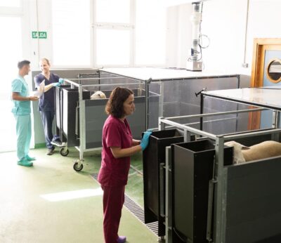 Añaden algas en la dieta de las vacas para reducir las emisiones de gases de efecto invernadero