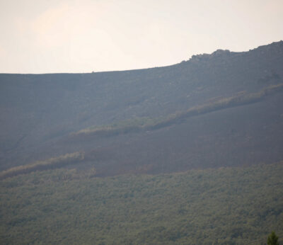 COAG asegura que los agricultores y ganaderos temen las reacciones de la fauna silvestre tras los incendios
